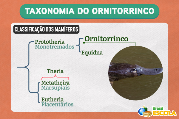 Taxonomia do ornitorrinco