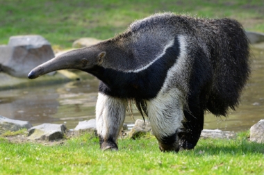 Tamanduá-Bandeira, uma das espécies que podem ser encontradas na RECOR