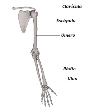 Observe os ossos que compõem os membros superiores