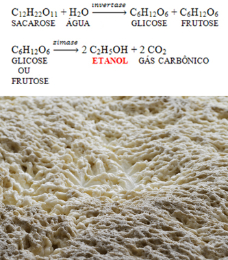 Reações enzimáticas envolvidas na fermentação da sacarose da cana-de-açúcar