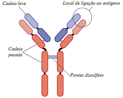 Observe a cadeia leve e a cadeia pesada de um anticorpo.