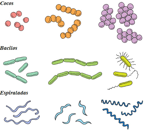 Observe os diferentes formatos e arranjos das bactérias.