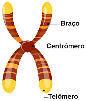 Observe as principais partes do cromossomo