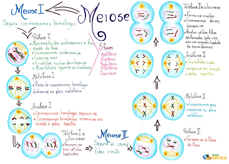 Mitose e meiose: Os dois processos de divisão celular - UOL Educação