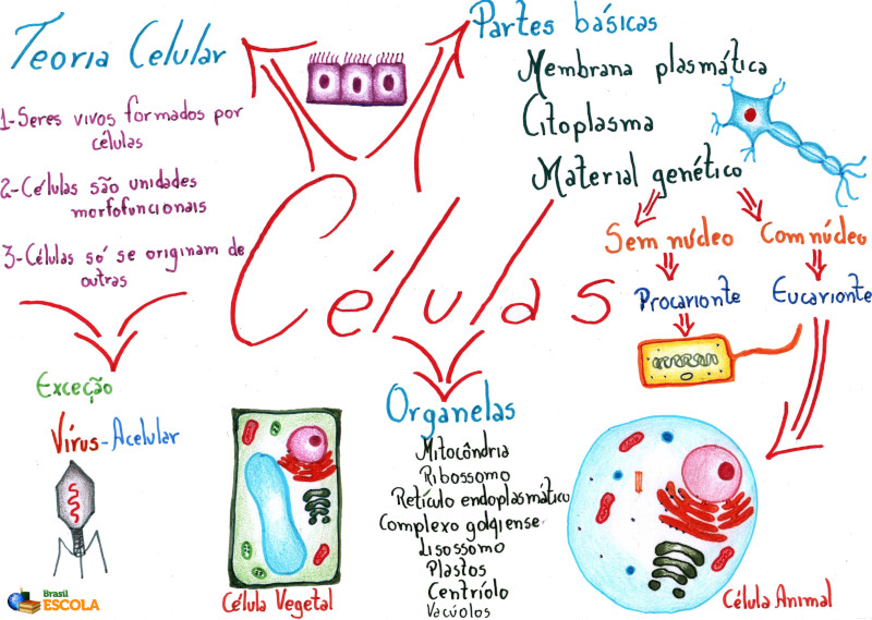 Citoplasma: definição, nos eucariontes, funções - Brasil Escola