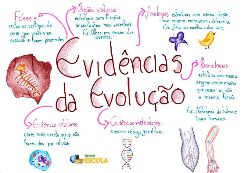 O Que é A Evolução Na Biologia