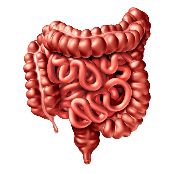 O intestino delgado e o intestino grosso fazem parte do sistema digestório.