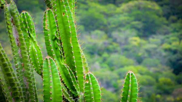 Mandacaru, espécie típica da caatinga.