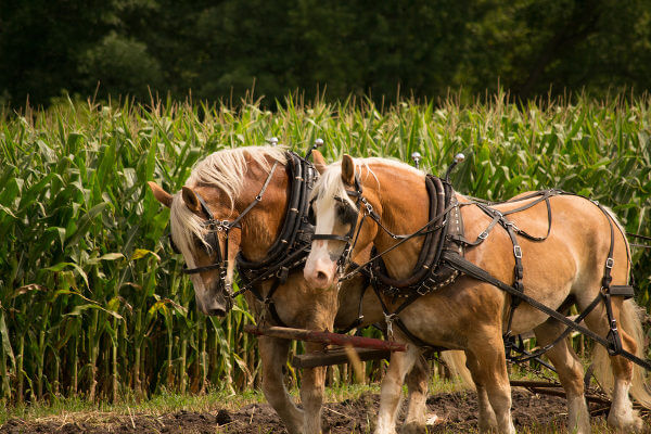 Cavalos puxando uma carroça.