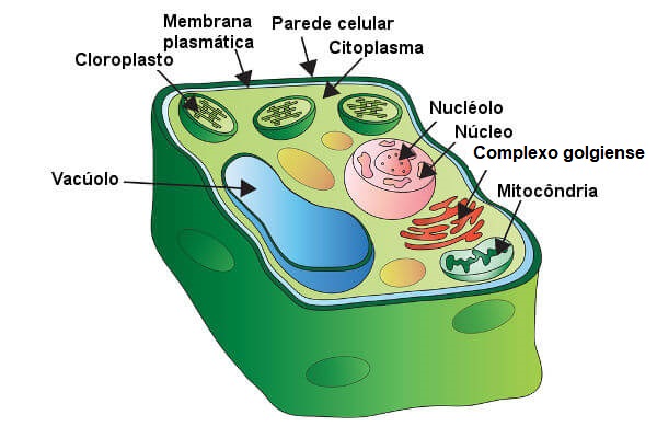 Observe algumas das principais estruturas presentes em células vegetais.