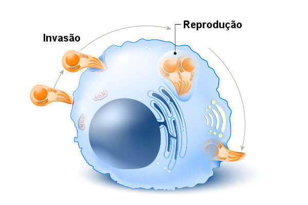 Observe a invasão do Toxoplasma na célula e sua posterior replicação.