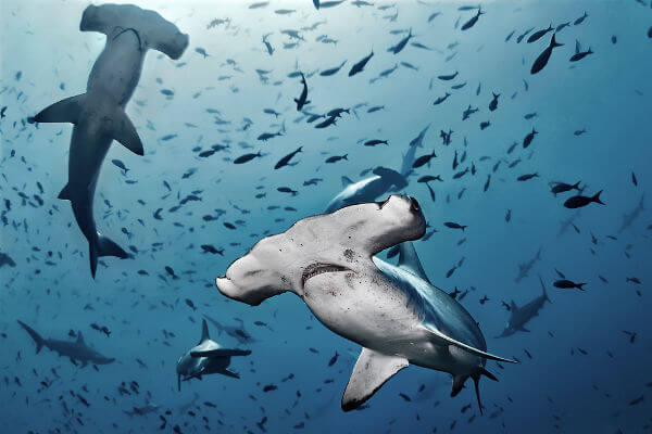 O tubarão-martelo apresenta uma cabeça característica.
