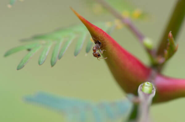 A acácia e a formiga estabelecem uma relação ecológica em que ambas são beneficiadas.