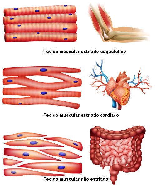 Observe os três tipos de tecidos musculares que formam os músculos.
