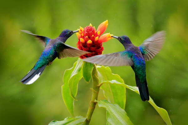 A atividade de animais polinizadores, como os beija-flores, intensifica-se na primavera.
