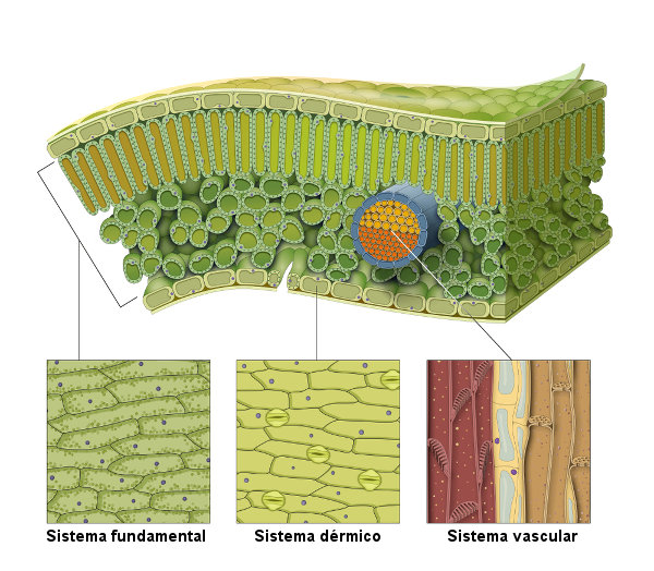 Os tecidos vegetais estão organizados em três sistemas.