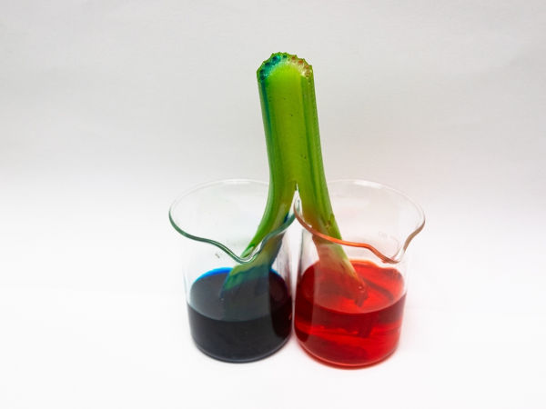 Pequeno pedaço de uma planta recebendo líquido azul e vermelho através da capilaridade.