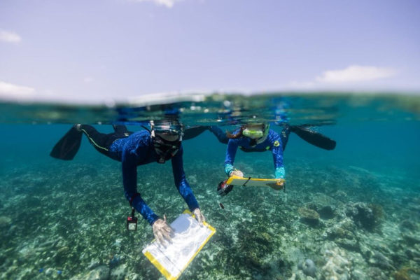 Pesquisadores da James Cook University em mergulho, com pranchetas nas mãos, durante atividade de estudo.